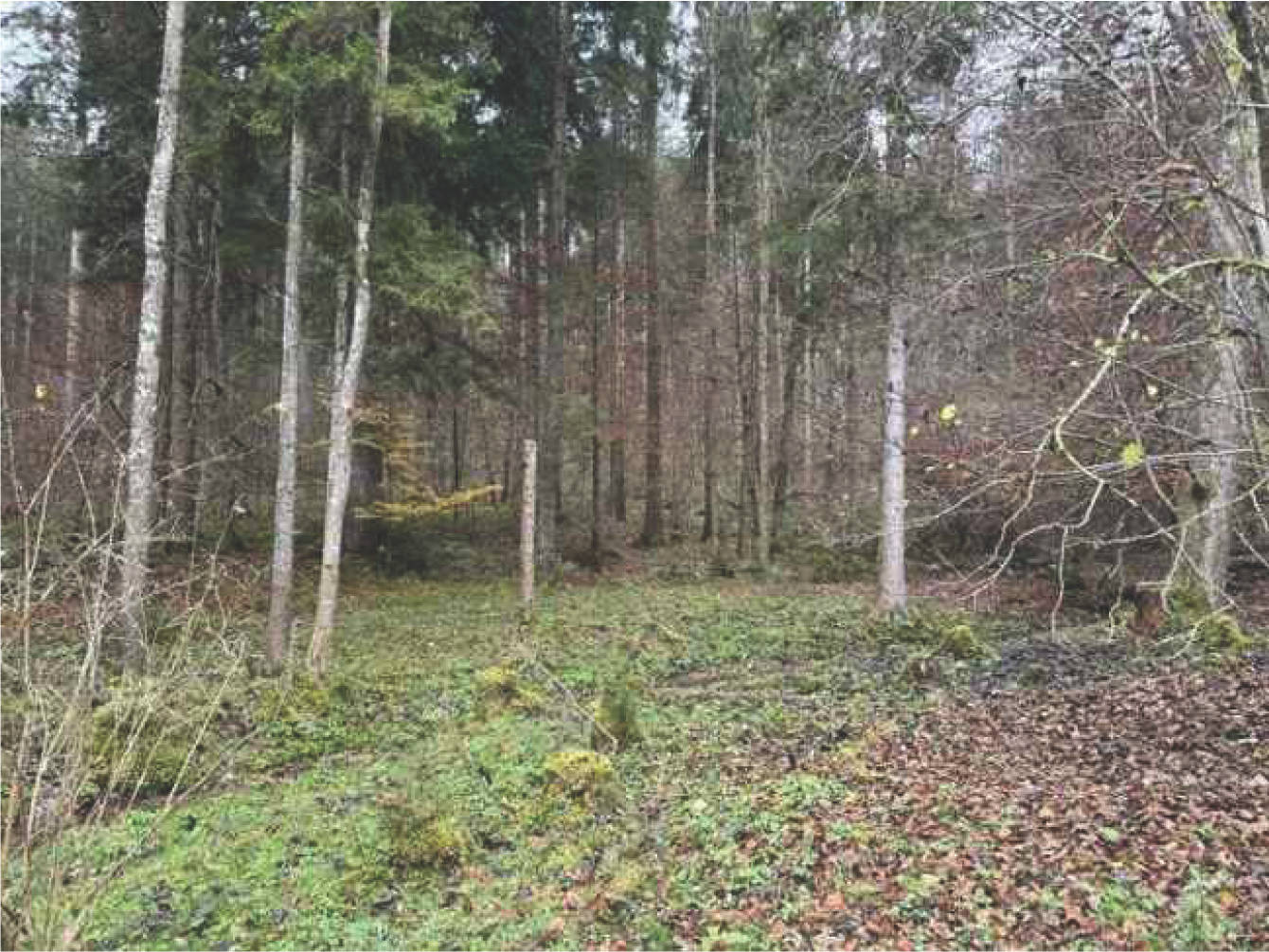 land- und forstwirtschaftlich genutztes Grundstück in Flur Wall, 83088 Kiefersfelden - Bild 4