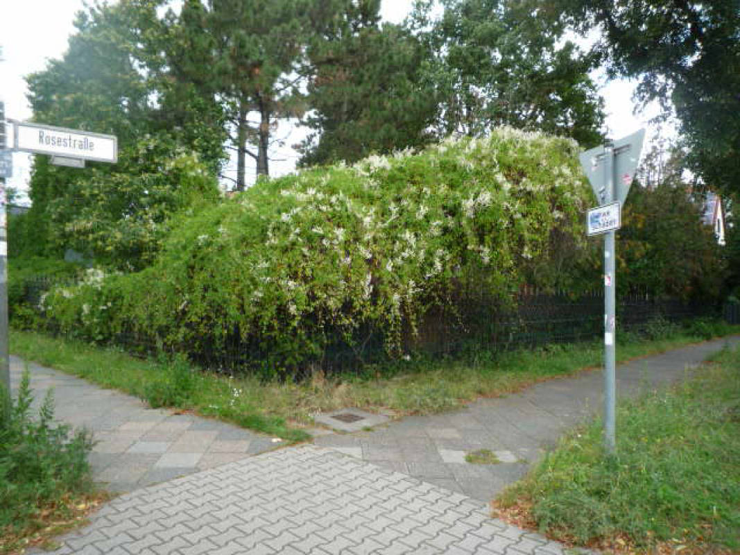berlin 0070 K 0001/2025 Rosestraße  45, 12524 Berlin, Altglienicke 6
