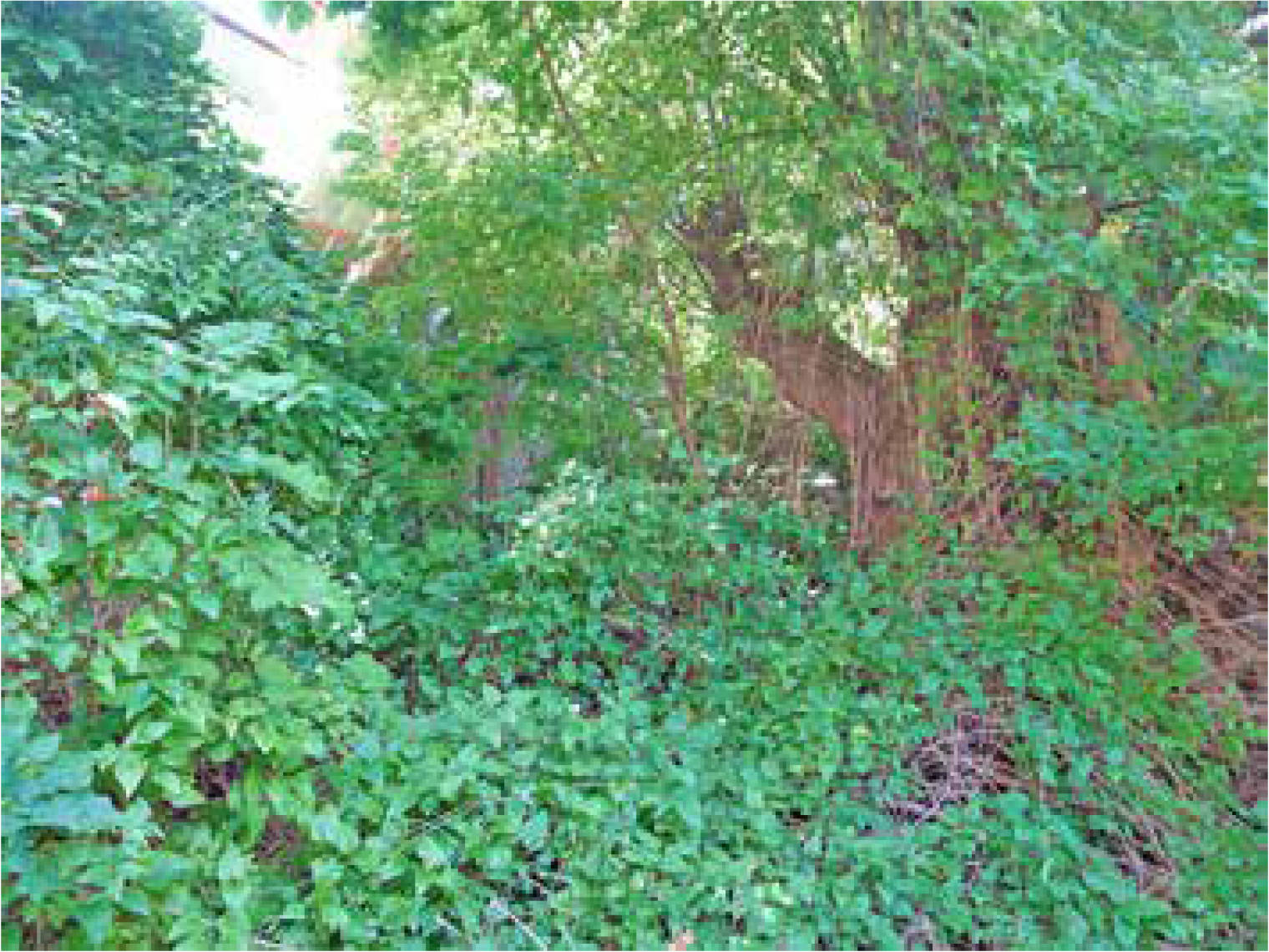 unbebautes Grundstück in Johannisthaler Chaussee 441, 12351 Berlin, Bickow - Bild 3