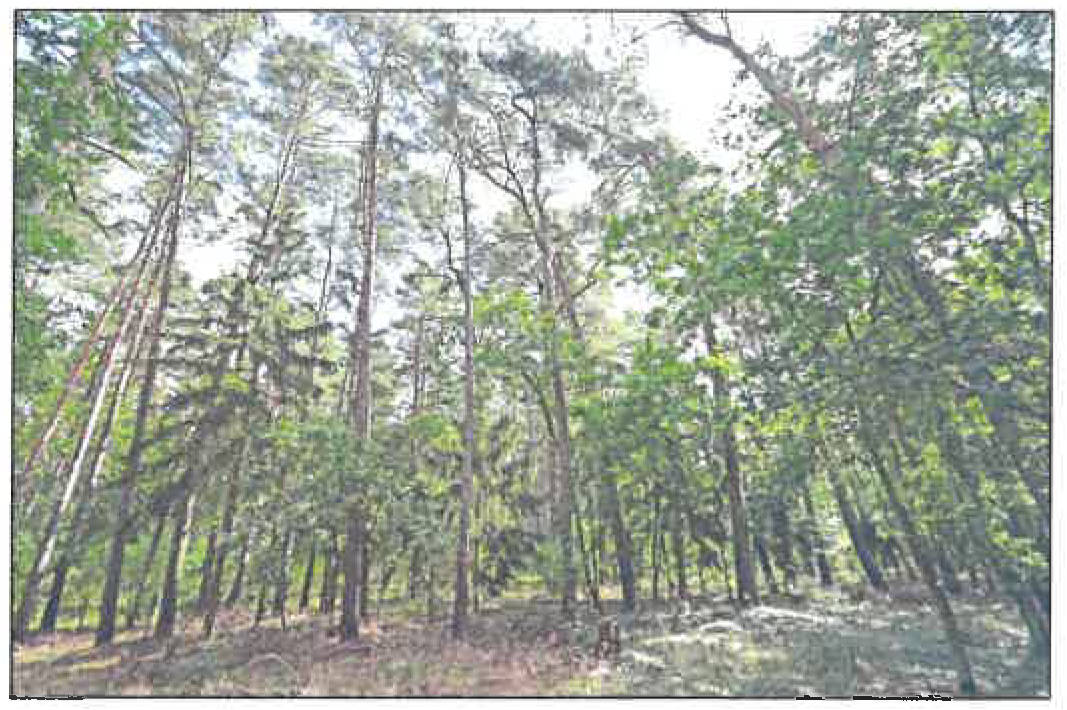 land- und forstwirtschaftlich genutztes Grundstück in Gemarkung Strubensee, 00000 Landkreis Ostprignitz-Ruppin - Bild 2