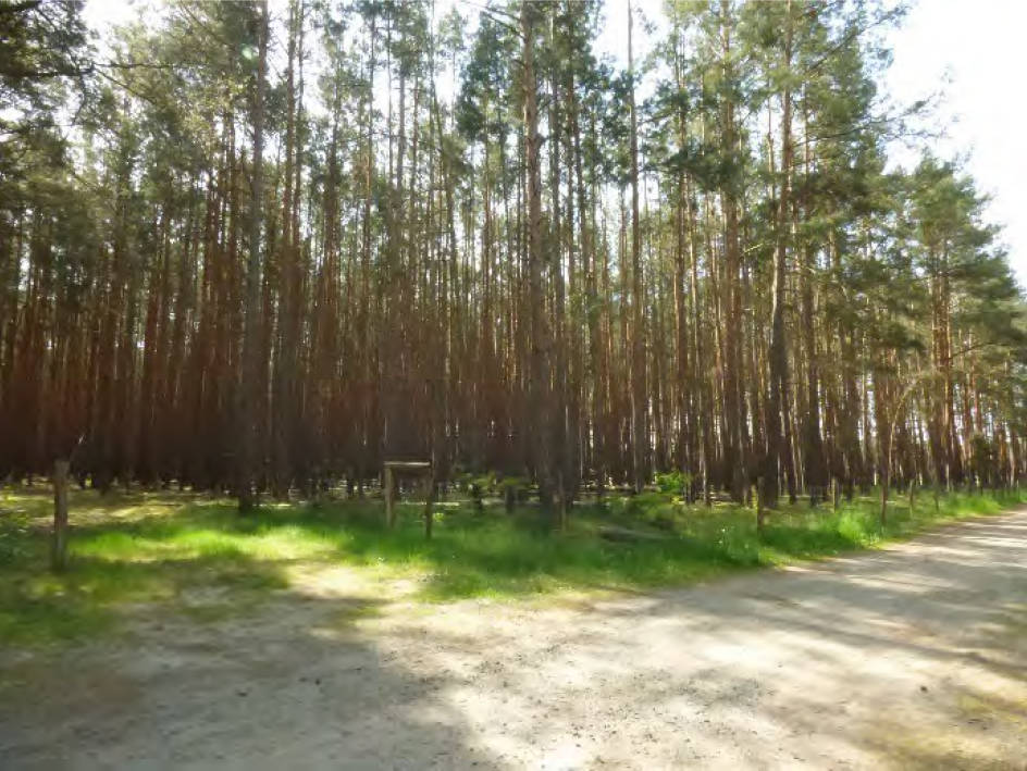 land- und forstwirtschaftlich genutztes Grundstück 0042 K 0025-2024 Am Weg nach Briesen, 03226  Vetschau, Laasow