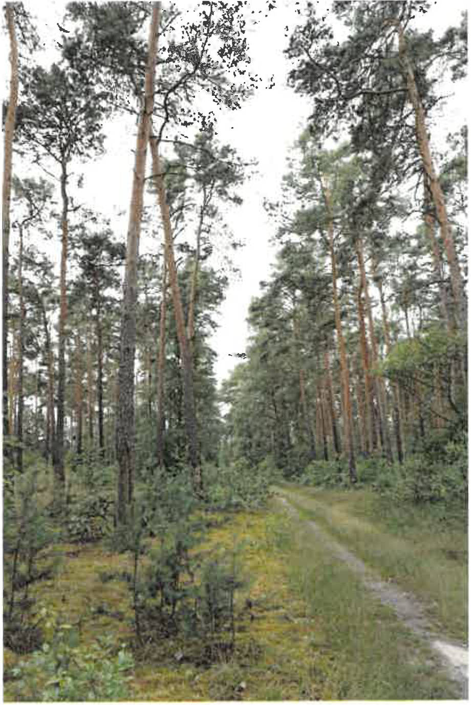 land- und forstwirtschaftlich genutztes Grundstück in ., 00000 Caminchen - Bild 5