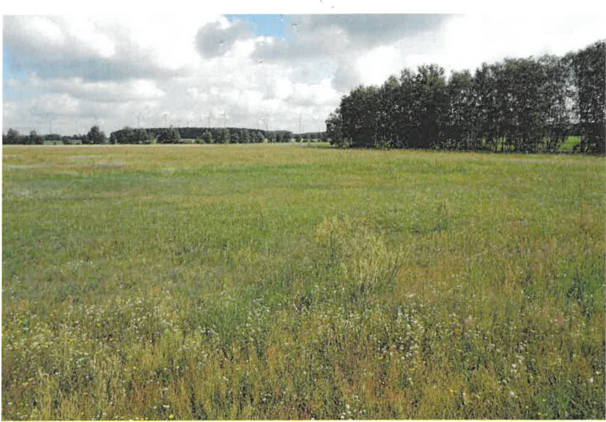 Brandenburg 0052K0008-2024 ., 00000 Caminchen 1