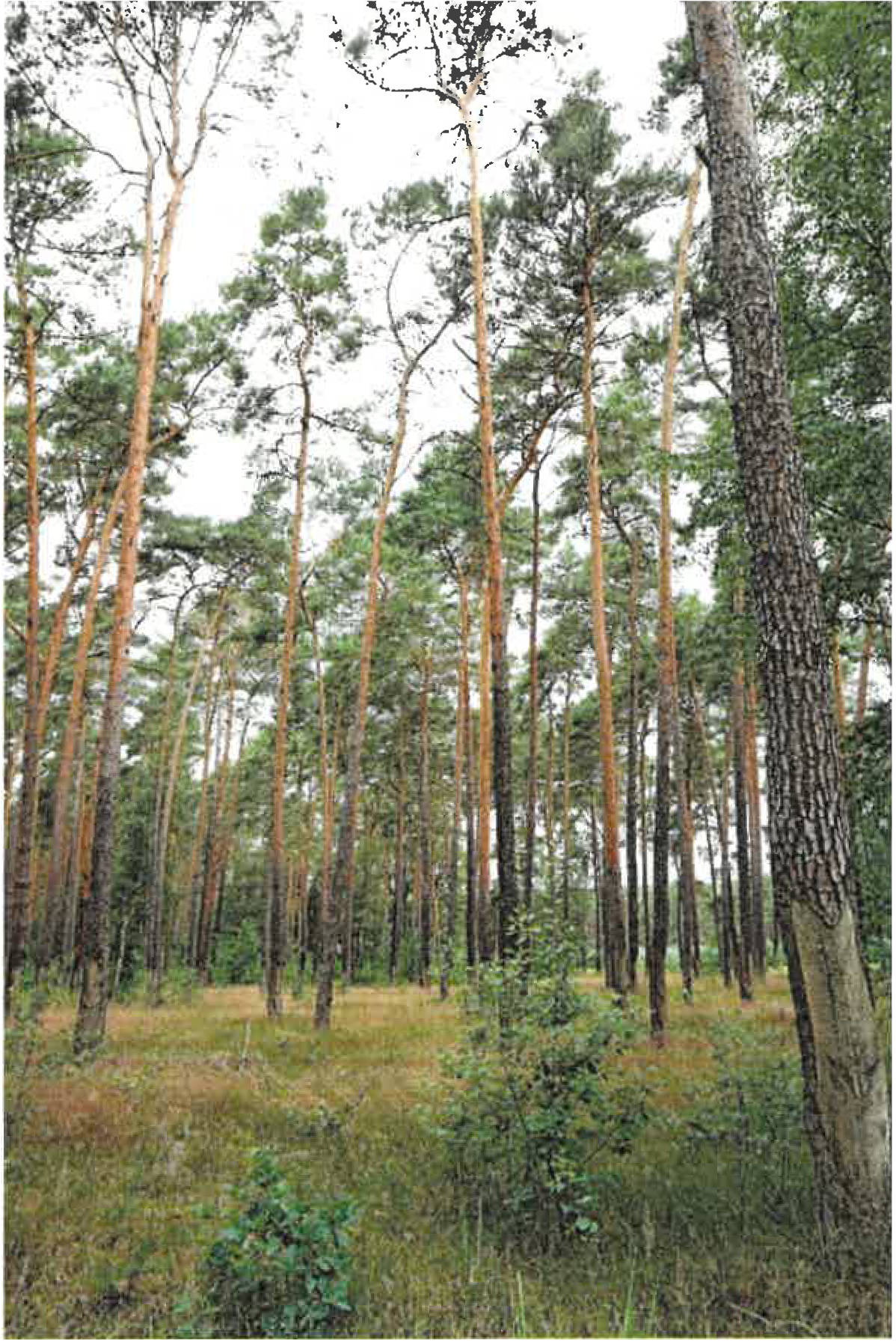 brandenburg 0052K0008-2024 ., 00000 Caminchen 6