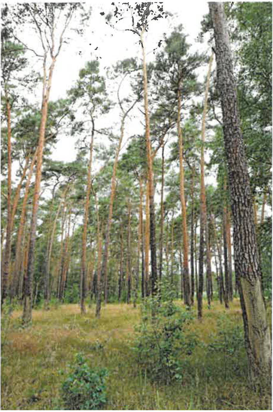 Brandenburg 0052K0008/2024 ., 00000 Caminchen 1