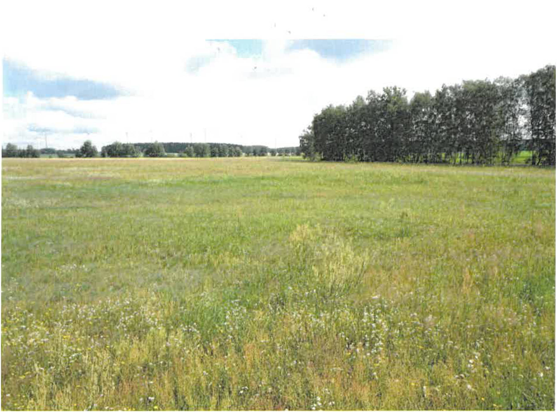 brandenburg 0052K0008-2024 ., 00000 Caminchen 7