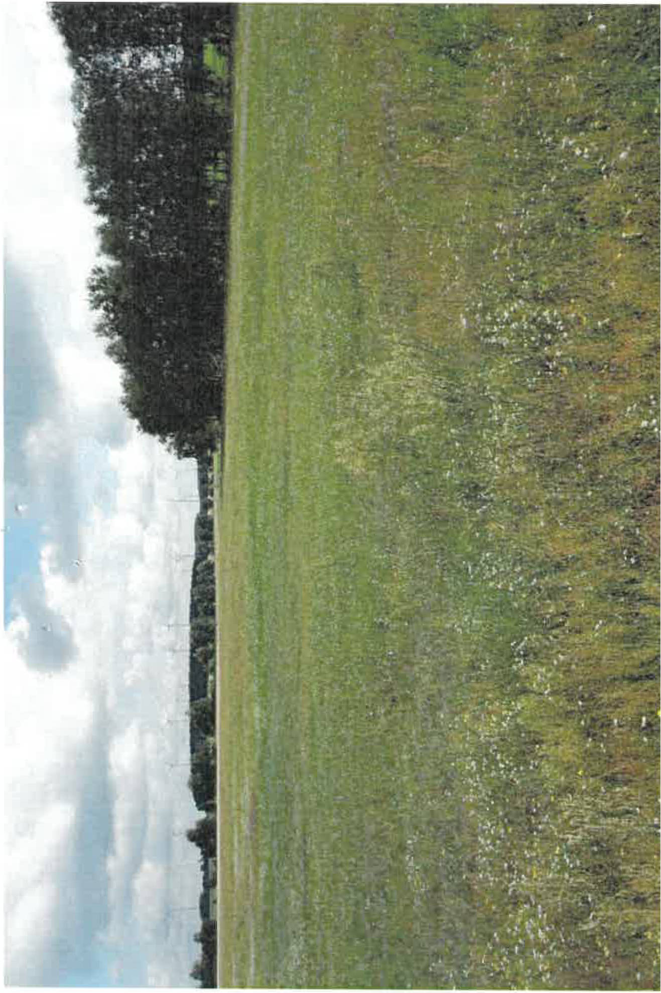 land- und forstwirtschaftlich genutztes Grundstück in ., 00000 Caminchen - Bild 2