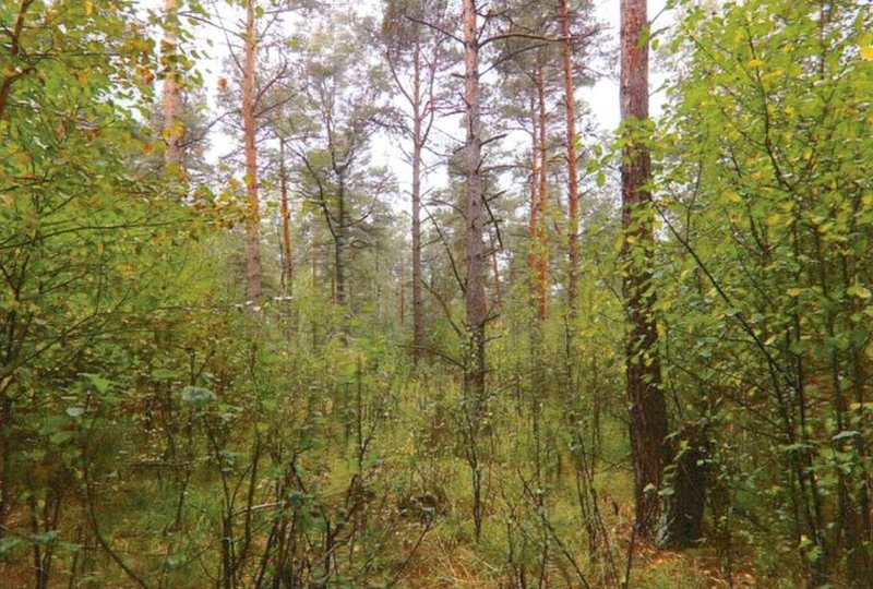 brandenburg 15 K 44-23 , 03238 Finsterwalde OT Sorno