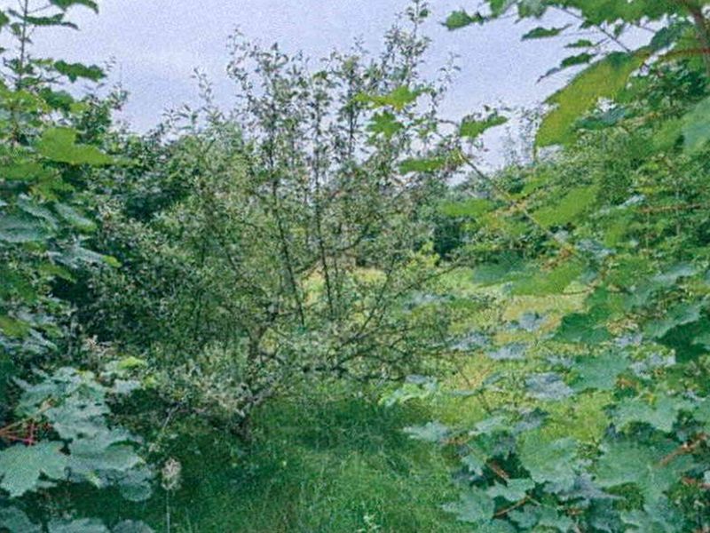 Einfamilienhaus in Am Neuen Damm 1, 14943 Luckenwalde - Bild 2