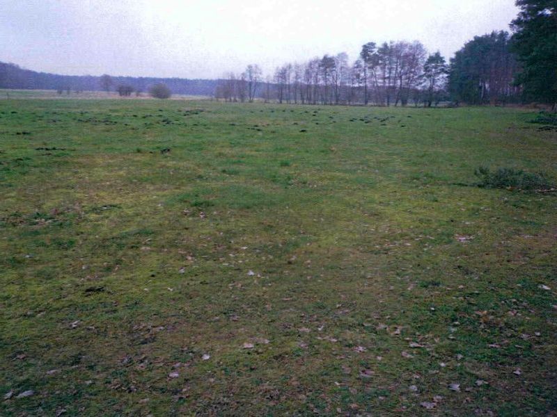 Wohnhaus/Landwirtschaftsflächen in Langendamm 26, 15528 Spreenhagen OT Markgrafpieske - Bild 4