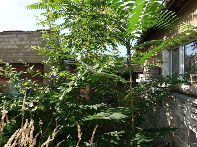 Einfamilienhaus in Straße der Freundschaft 9, 03205 Calau - Bild 2