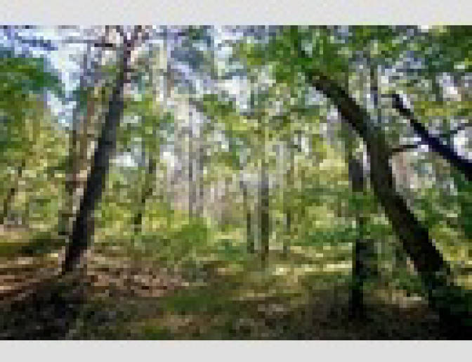 brandenburg 42 K 21/20 , 03103 Neupetershain 2