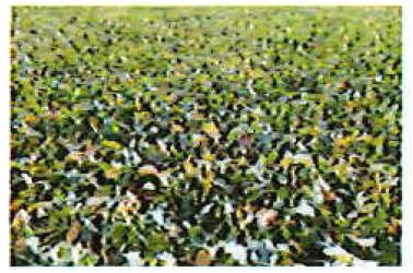 brandenburg 42 K 22/25 , 01990 Großkmehlen OT Kleinkmehlen 4