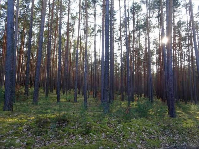 Land-/Forstwirtschaft in , 01945 Guteborn