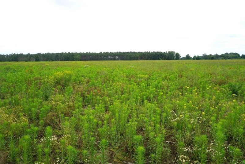 Land-/Forstwirtschaft in , 03149 Forst (Lausitz) OT Mulknitz - Bild 3