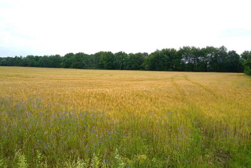 Land-/Forstwirtschaft in , 03149 Forst (Lausitz) OT Mulknitz