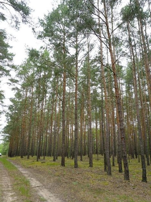 Land-/Forstwirtschaft in , 03149 Forst (Lausitz) OT Mulknitz - Bild 2