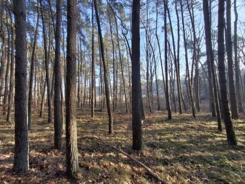 Land-/Forstwirtschaft 7 K 149-25 , 16306 Groß Pinnow, Hohenselchow