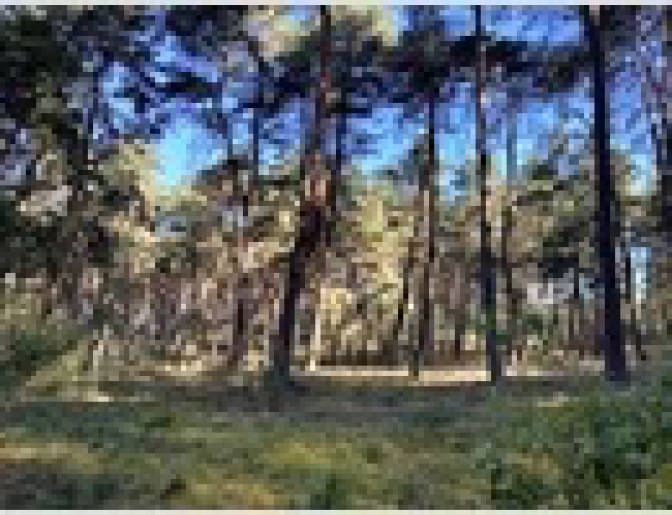 unbebautes Grundstück in , 16866 Gumtow OT Döllen - Bild 2