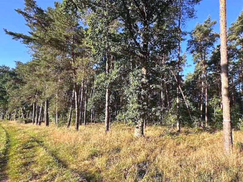 Land-/Forstwirtschaft 7 K 59-25 In den Buchhölzern, 16866 Gumtow