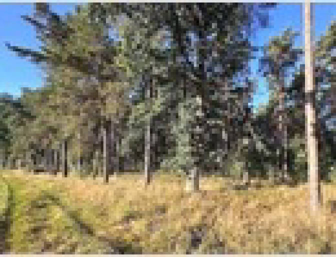 Land-/Forstwirtschaft in In den Buchhölzern, 16866 Gumtow - Bild 2