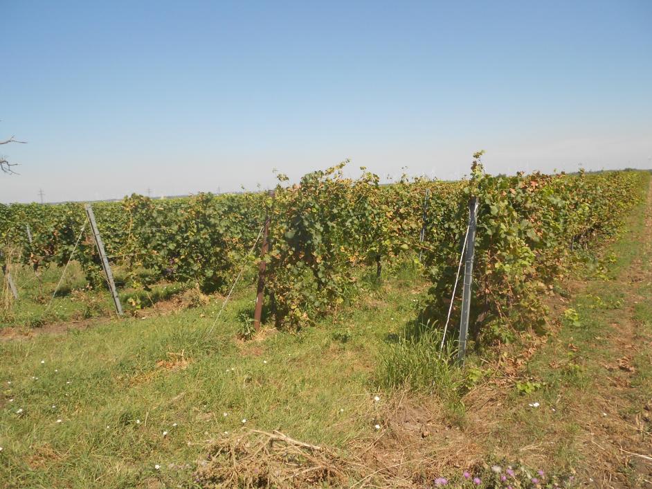 burgenland 4 E 9/25p KG Gols, Mönchhof und Weiden am See, 7122 Gols 15