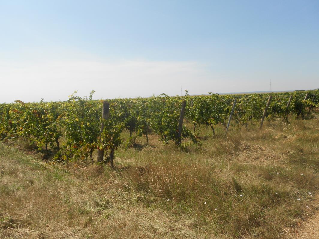 burgenland 4 E 9/25p KG Gols, Mönchhof und Weiden am See, 7122 Gols 9