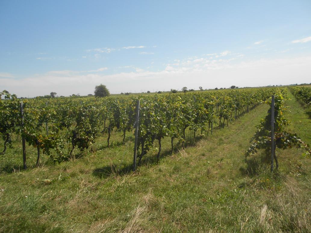 burgenland 4 E 9/25p KG Gols, Mönchhof und Weiden am See, 7122 Gols 8