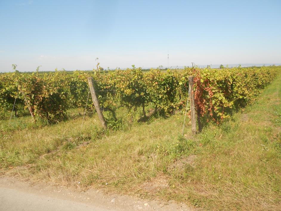 burgenland 4 E 9/25p KG Gols, Mönchhof und Weiden am See, 7122 Gols 13