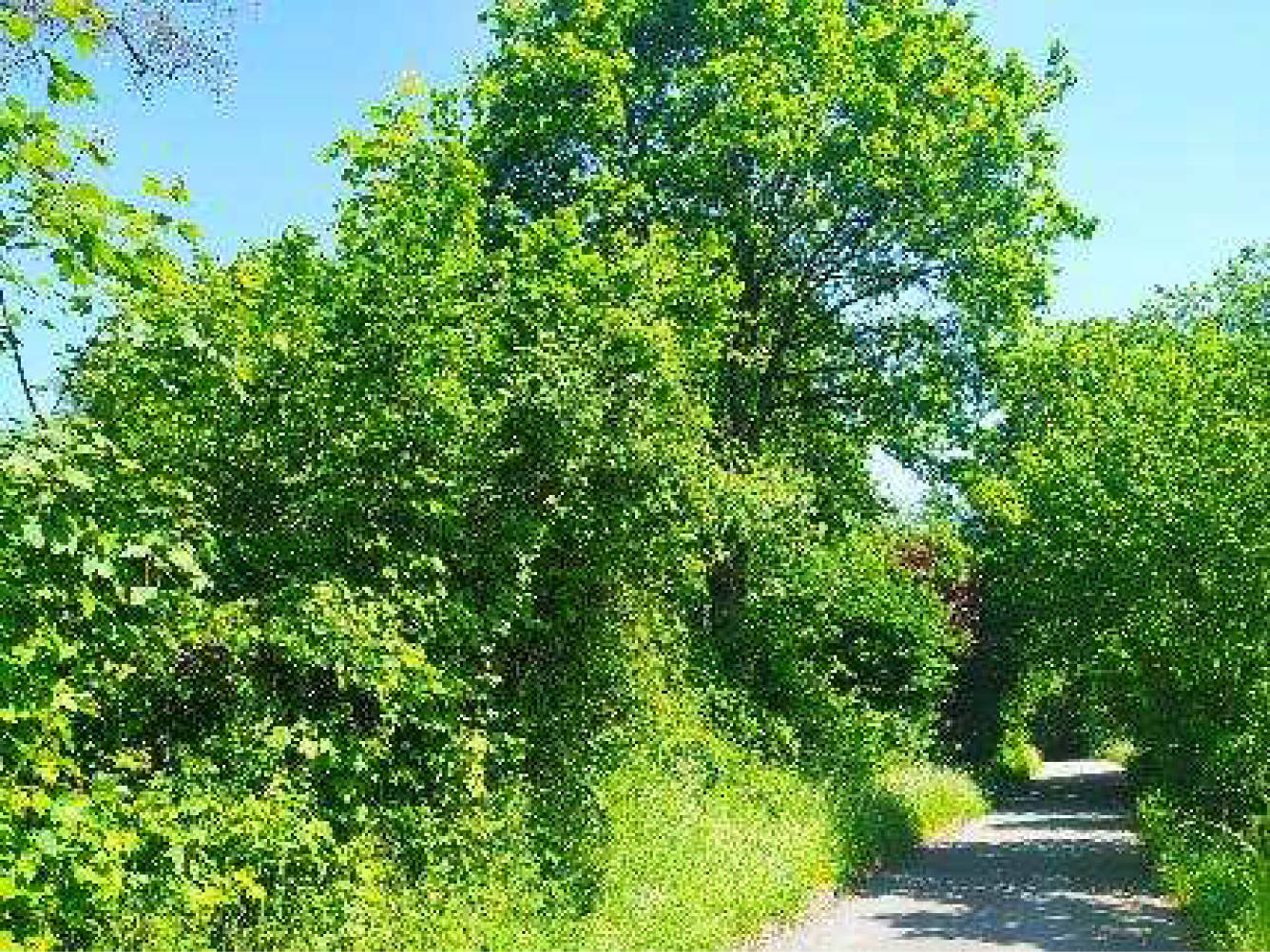 hessen 0003K0001-2023 Im Mühlklingen, 69483 Wald-Michelbach