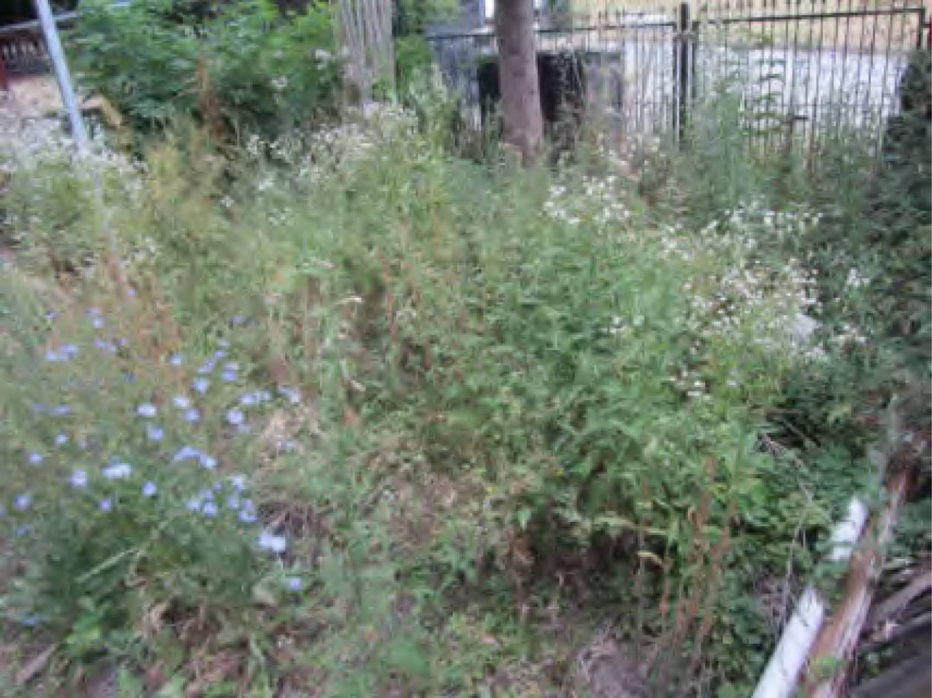 hessen 0024 K 0027/2025 Bleiauweg  13, 65462 Ginsheim-Gustavsburg 11