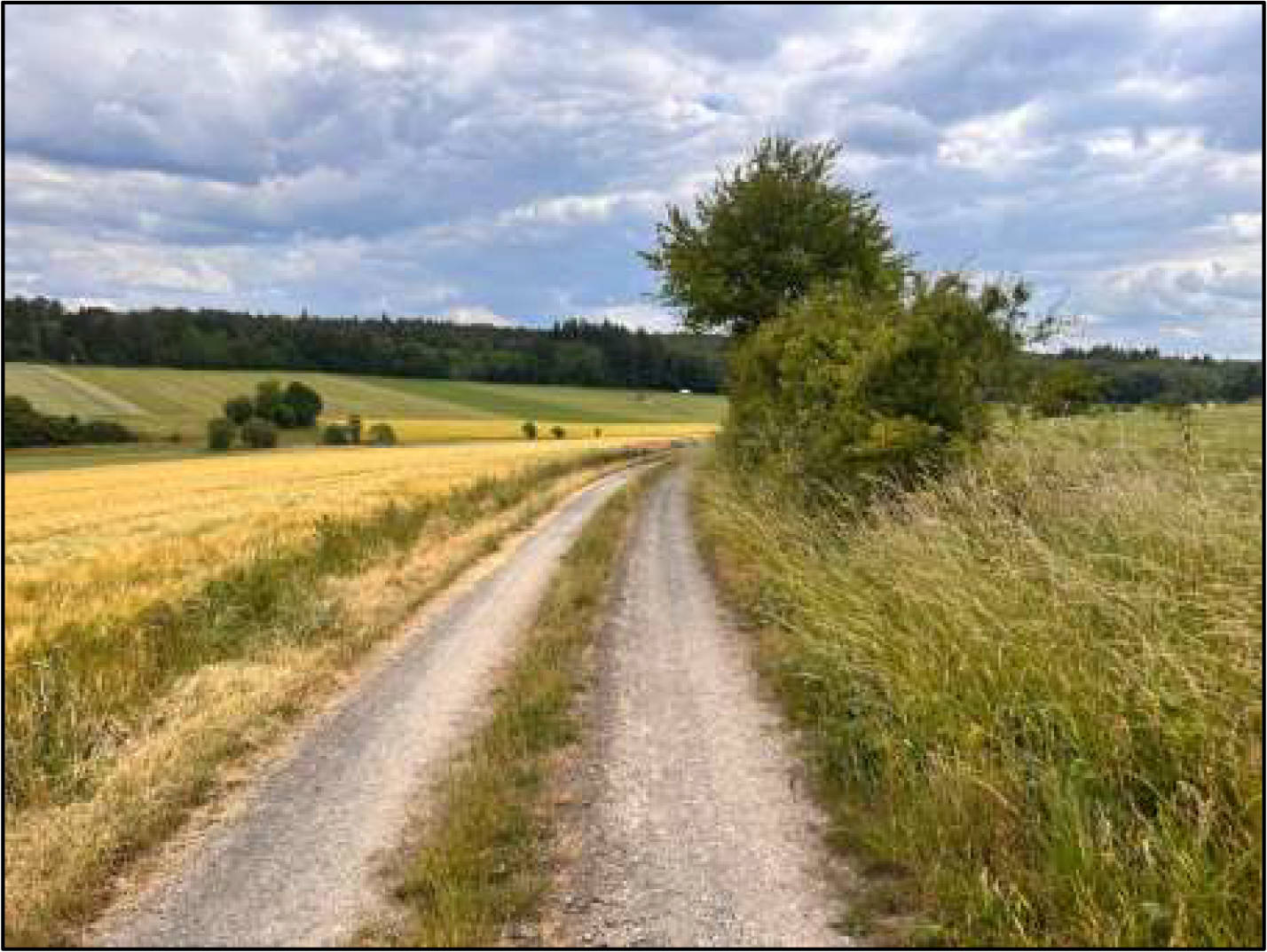 land- und forstwirtschaftlich genutztes Grundstück in An den hohen Eichen, 36318 Schwalmtal, Ober-Sorg - Bild 3