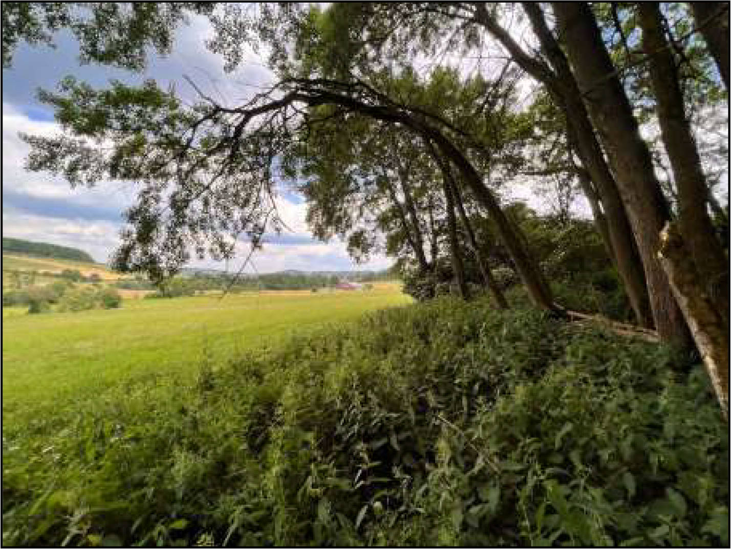 land- und forstwirtschaftlich genutztes Grundstück in Am Lanzenberg, 36318 Schwalmtal, Ober-Sorg - Bild 4
