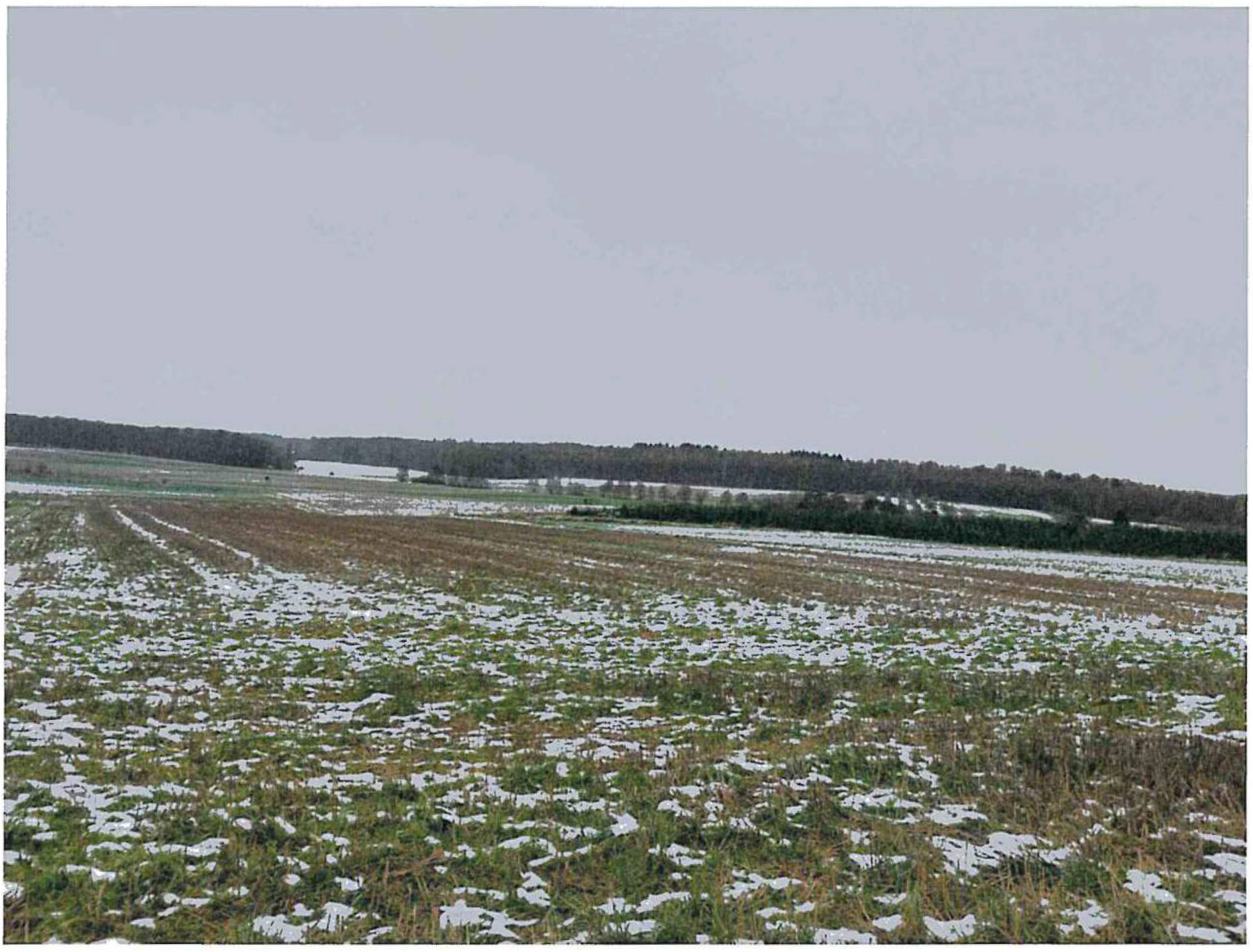land- und forstwirtschaftlich genutztes Grundstück in In den Spießen, 35516 Münzenberg - Bild 2
