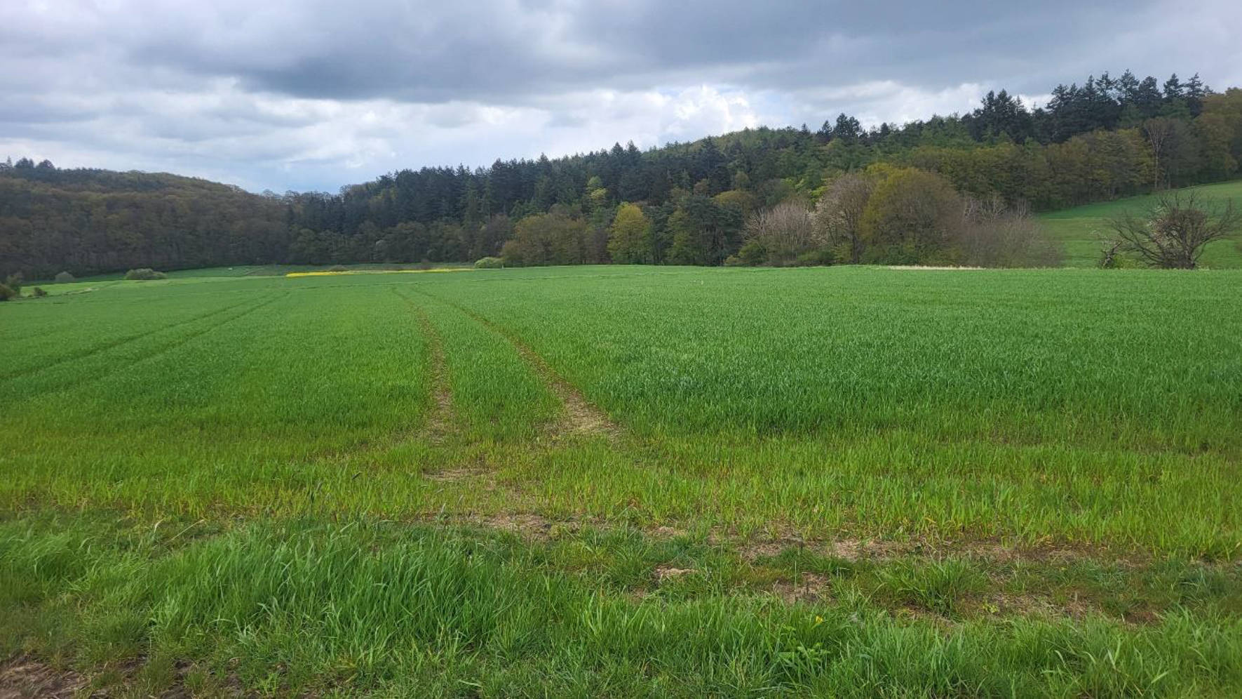 hessen 0070K0026-2023 im hinteren Mittelscheid, 35075 Gladenbach, Sinkerskausen 15