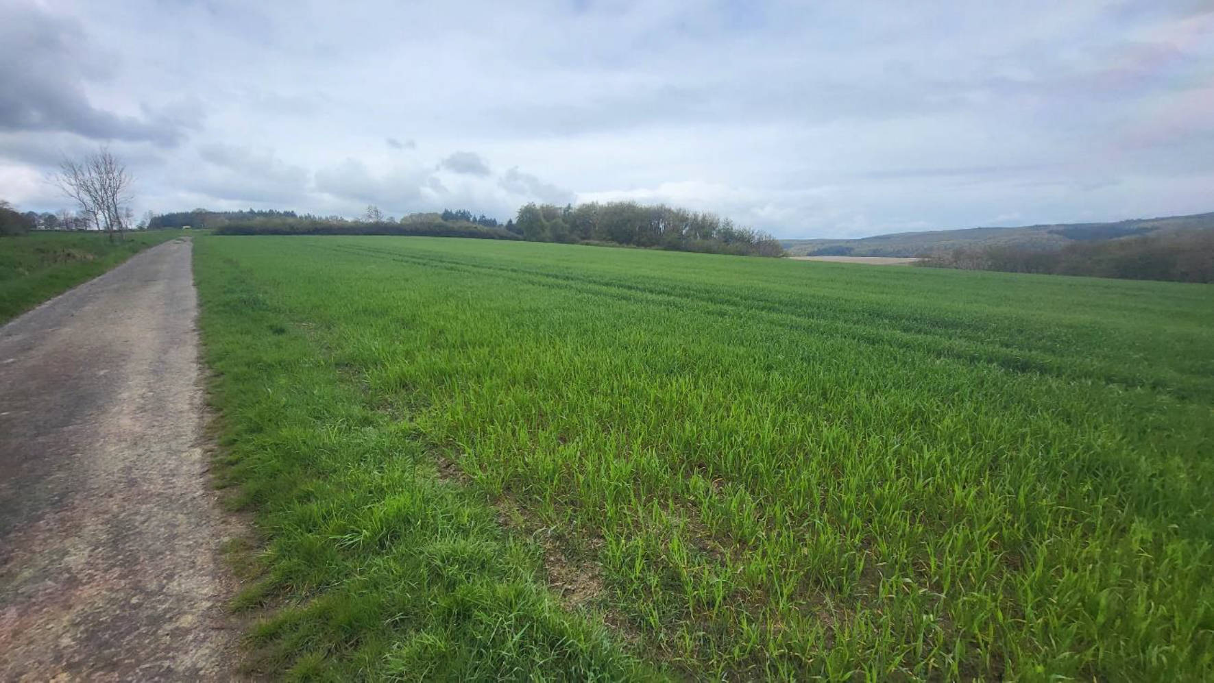 land- und forstwirtschaftlich genutztes Grundstück in im hinteren Mittelscheid, 35075 Gladenbach, Sinkerskausen - Bild 4