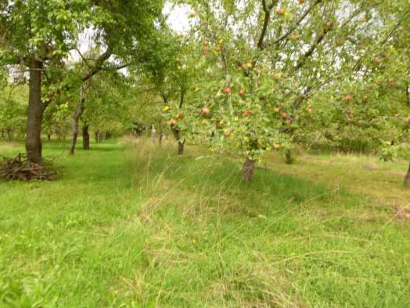 Sonstiges, Streuobstwiese in Ober dem Hahlgarten, 35789 Weilmünster, Laubuseschbach - Bild 4