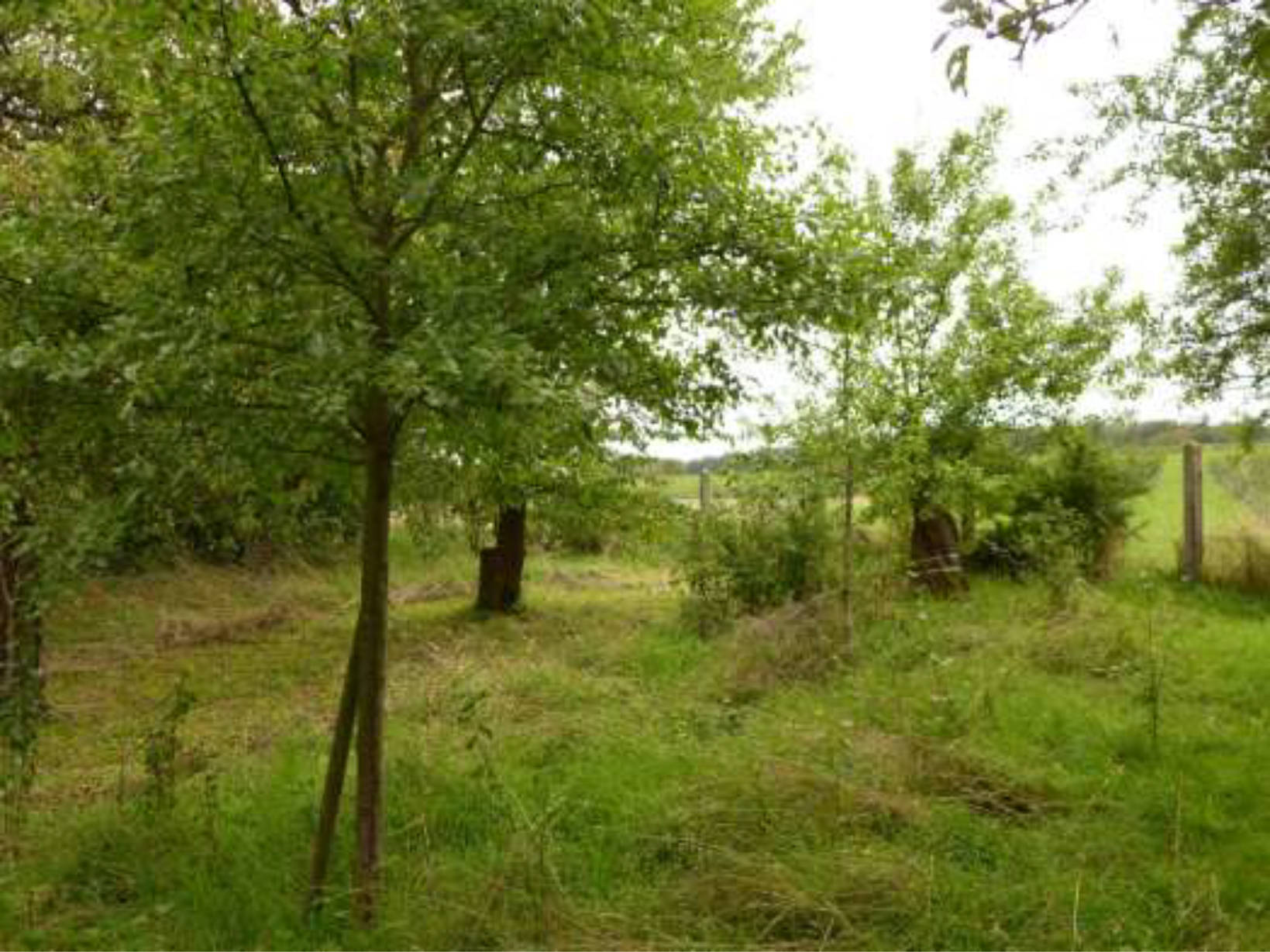 Sonstiges, Streuobstwiese in Ober dem Hahlgarten, 35789 Weilmünster, Laubuseschbach - Bild 5