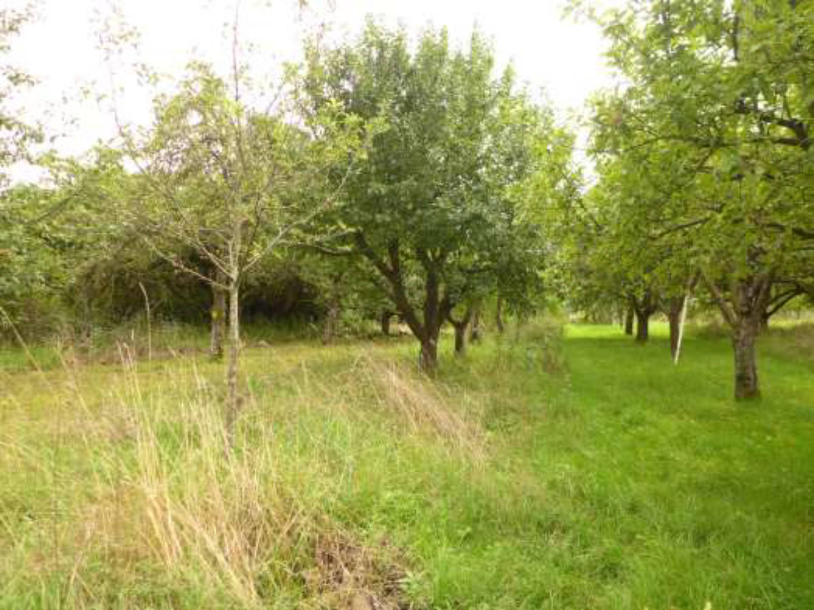 Sonstiges, Streuobstwiese in Ober dem Hahlgarten, 35789 Weilmünster, Laubuseschbach - Bild 3