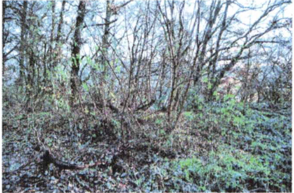 land- und forstwirtschaftlich genutztes Grundstück in In den Vogten, 63571 Gelnhausen - Bild 4