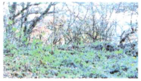 land- und forstwirtschaftlich genutztes Grundstück in In den Vogten, 63571 Gelnhausen - Bild 2