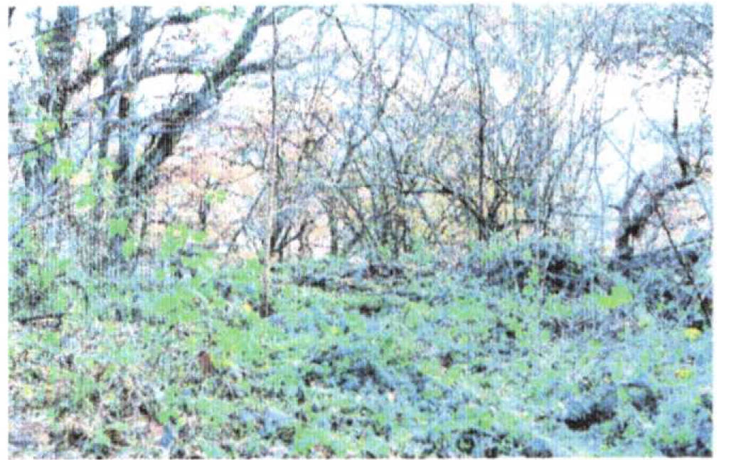 land- und forstwirtschaftlich genutztes Grundstück in In den Vogten, 63571 Gelnhausen