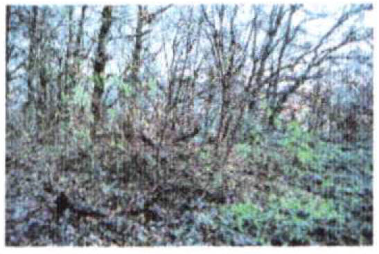 land- und forstwirtschaftlich genutztes Grundstück in In den Vogten, 63571 Gelnhausen - Bild 5