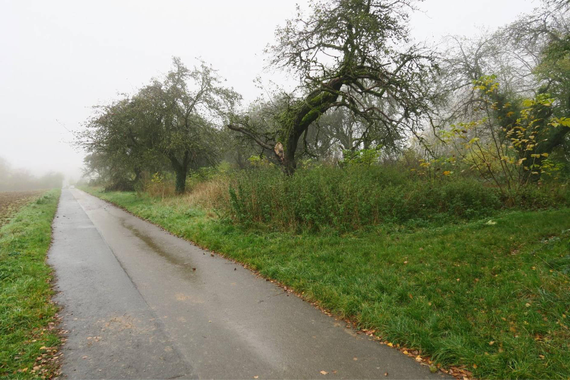 land- und forstwirtschaftlich genutztes Grundstück in Carlusbaum, 65812 Bad Soden am Taunus