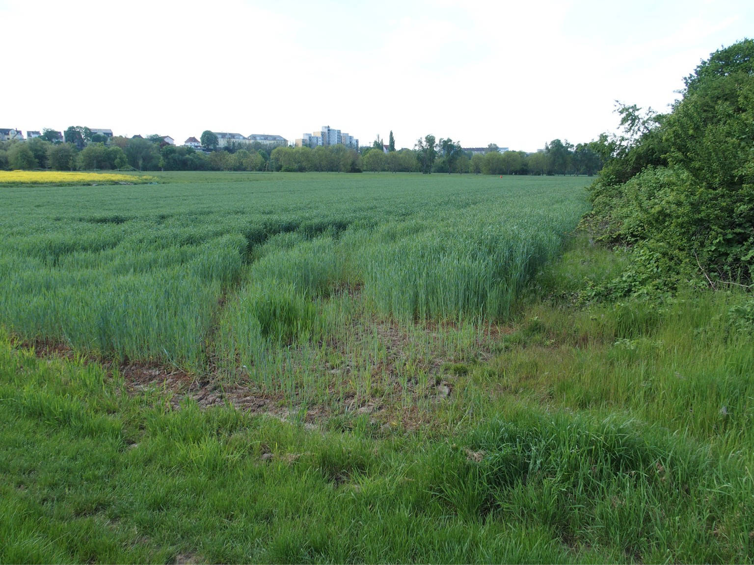 hessen 0842K0043-2023 Auf dem Plattenpfad, Zwischen dem Okrifteler Weg und d. u.a., 65931 Frankfurt am Main, Sindlingen