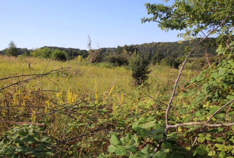 Land-/Forstwirtschaft in , 17429 Heringsdorf OT Neu Sallenthin - Bild 3
