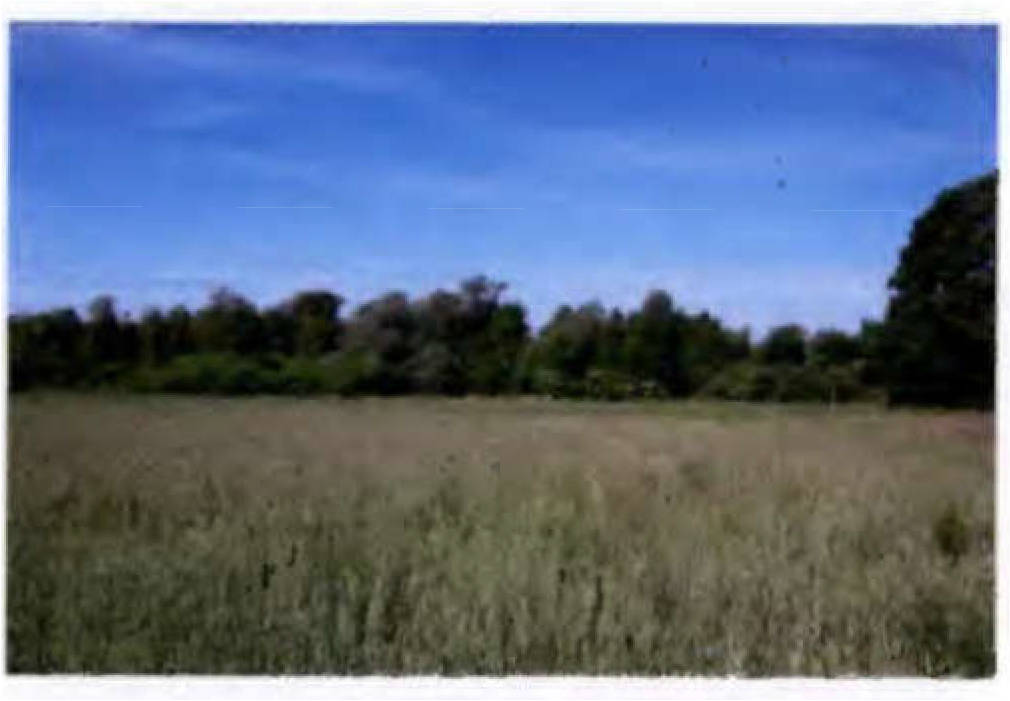 Land-/Forstwirtschaft in , 17449 Mölschow - Bild 5