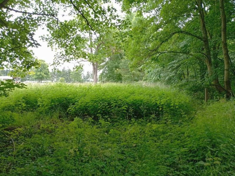 Einfamilienhaus in Parkstraße 8, 17099 Friedland OT Jatzke - Bild 5