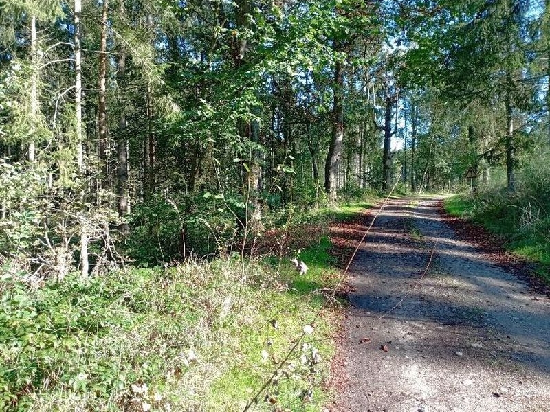 mecklenburg-vorpommern 612 K 26-24 Am Weg zwischen Demzin und Liepen, 17139 Demzin