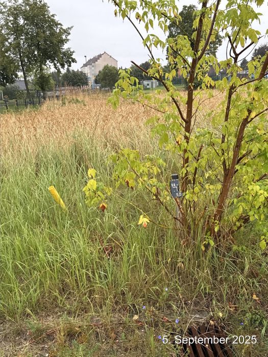 Grundstück in Alte Gärtnerei 15, 16, 17091 Rosenow - Bild 2